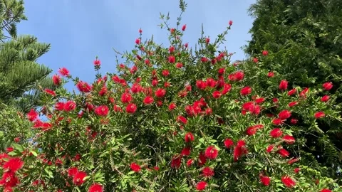 Bottlebrush tree in full bloom Stock Footage 107221841