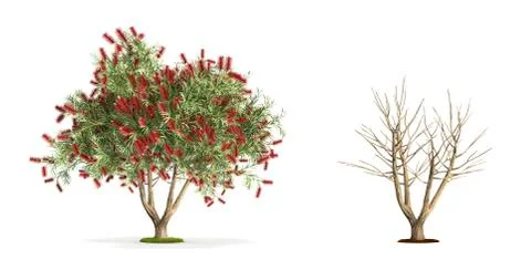 Bottlebrush tree. Illustrazione stock