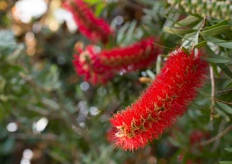 Bottlebrush tree red 스톡 사진