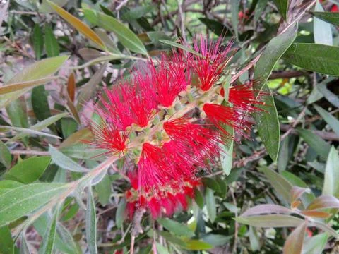 Bottlebrushes or callistemon in spring during flowering Stock Photos