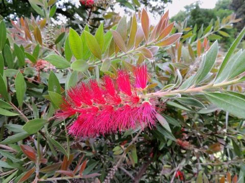 Bottlebrushes or callistemon in spring during flowering Stock-Fotos