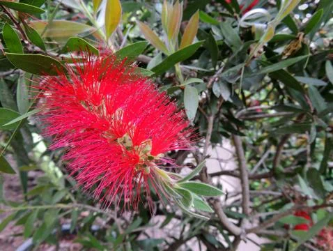 Bottlebrushes or callistemon in spring during flowering Foto stock