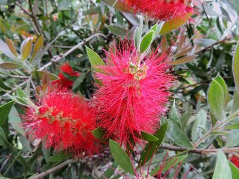 Bottlebrushes or callistemon in spring during flowering Stock Photos
