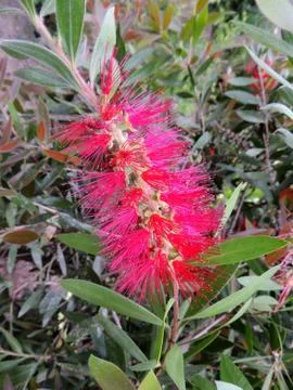 Bottlebrushes or callistemon in spring during flowering Stock Photos