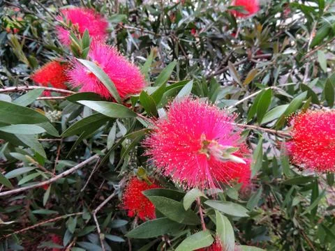 Bottlebrushes or callistemon in spring during flowering Foto stock