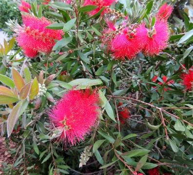 Bottlebrushes or callistemon in spring during flowering Stock Photos