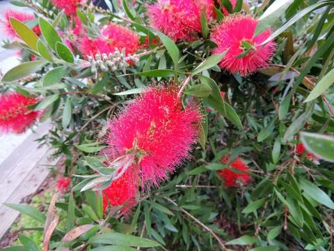 Bottlebrushes or callistemon in spring during flowering Stock Photos