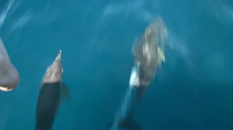 Bottlenose Dolphin 2 Stock Footage 10591486