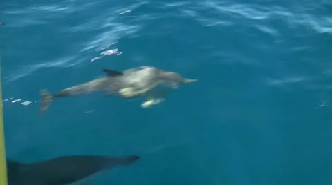 Bottlenose Dolphin 3 Stock Footage 10595285