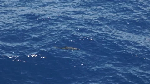 Bottlenose dolphin in the Atlantic Ocean Stock Footage 152465924