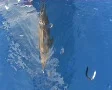 Bottlenose dolphin blowing bubbles at the surface SD Footage
