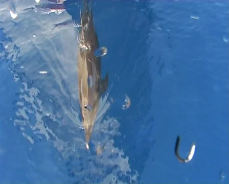 Bottlenose dolphin blowing bubbles at the surface Stock Footage 458015