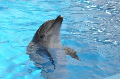 Bottlenose dolphin in blue pool water Stock Photos