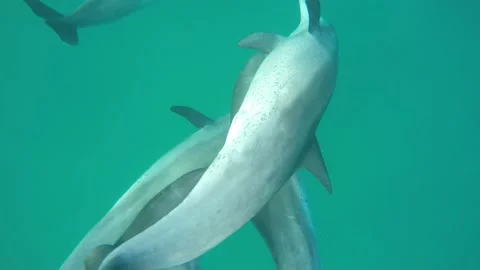 Bottlenose dolphin burst pulse Stock Footage 149269341