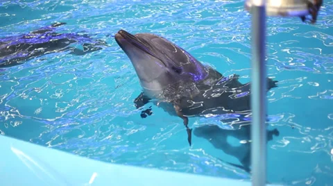 Bottlenose Dolphin in Captivity Stock Footage 37053833