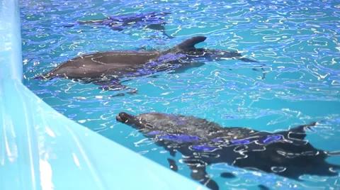 Bottlenose Dolphin in Captivity Stockbeeldmateriaal 37055952