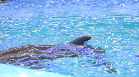 Bottlenose Dolphin in Captivity Stock Footage 38392843