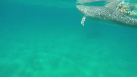 Bottlenose dolphin circle swim Stock Footage 138090238