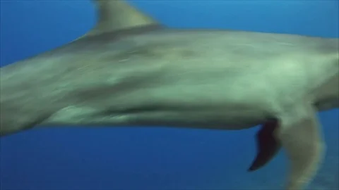 Bottlenose Dolphin in clear blue water of the pacific ocean Stock Footage 84733713
