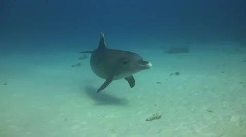 Bottlenose dolphin close up Stock Footage 58190749