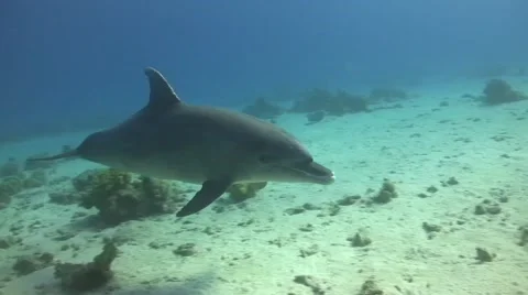 Bottlenose dolphin - close up Video stock 58191268