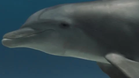 Bottlenose Dolphin Close Up Stock Footage 298797252