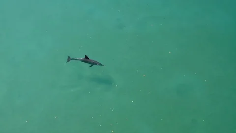 Bottlenose dolphin cruising the shallows Stock Footage 98715533