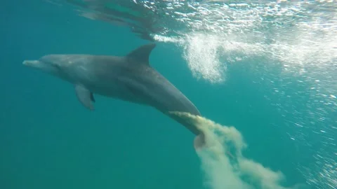 Bottlenose dolphin defecation Stock Footage 149269072