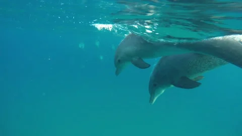 Bottlenose dolphin flyby Stock Footage 138090730