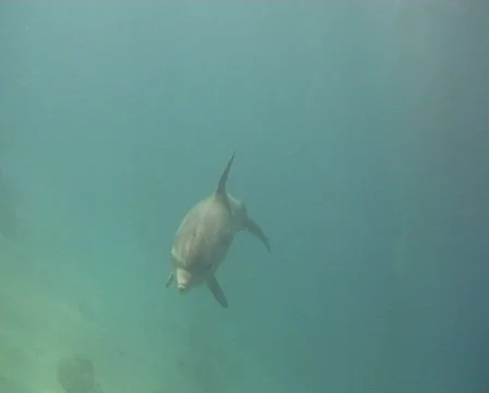 Bottlenose-dolphin.  動画素材 608301