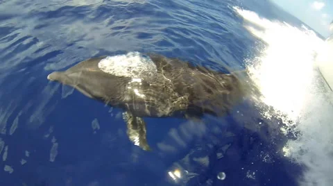 Bottlenose dolphin Stock Footage 40620442