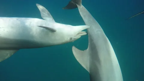 Bottlenose dolphin Stock Footage 148119894