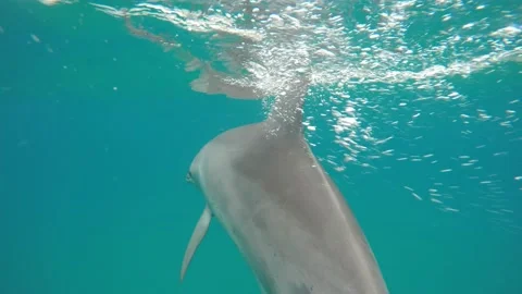 Bottlenose dolphin Stock Footage 148693769