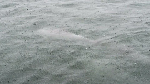 Bottlenose Dolphin Group Stock Footage 57227153