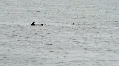 Bottlenose Dolphin Group Stock Footage 57227375