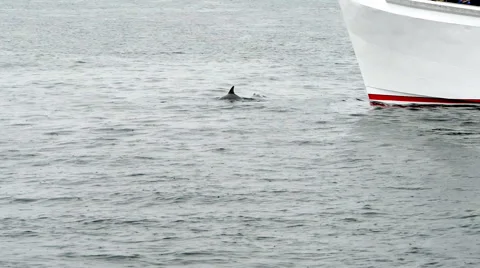 Bottlenose Dolphin Group Vídeo Stock 57227690