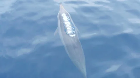 Bottlenose Dolphin Group Vídeo Stock 61801028