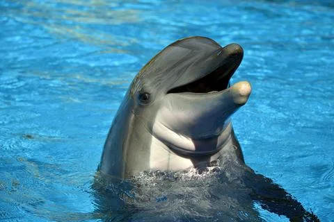 Bottlenose dolphin head Photos