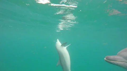 Bottlenose dolphin hunting Stock Footage 149269271