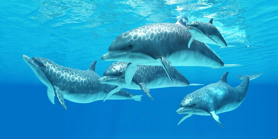 Bottlenose Dolphin Stock Illustration