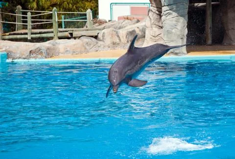 Bottlenose dolphin jumping high from bue water Stock Photos