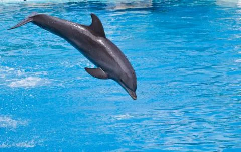 Bottlenose dolphin jumping high from bue water Stock Photos