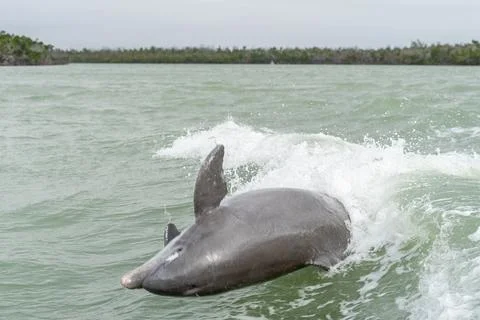Bottlenose Dolphin Jumping Foto stock