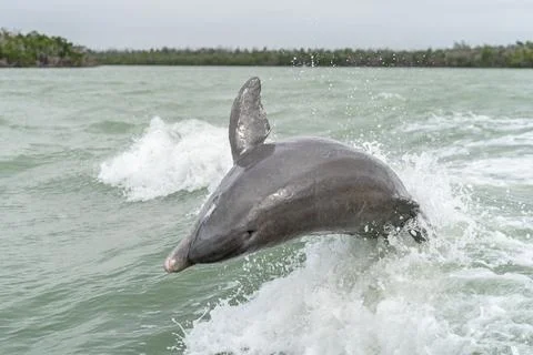 Bottlenose Dolphin Jumping Stock Photos