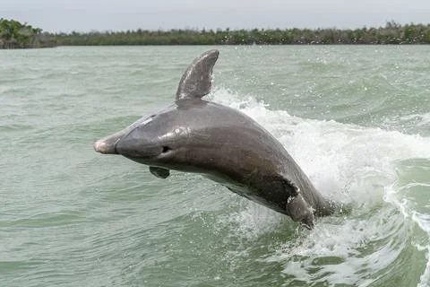 Bottlenose Dolphin Jumping 写真素材
