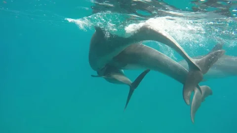 Bottlenose dolphin mating Stock Footage 148695280