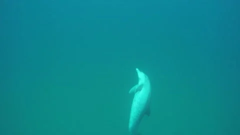 Bottlenose dolphin moment Stock Footage 148694949