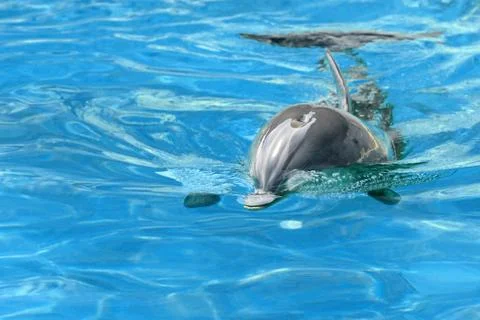 Bottlenose dolphin Stock Photos