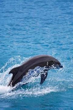 Bottlenose Dolphin Stock Photos