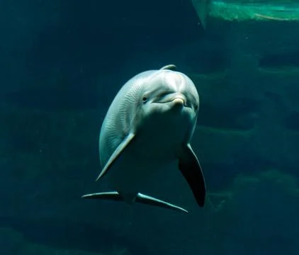 Bottlenose dolphin Stock Photos